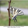 iphiclides podalirius male2